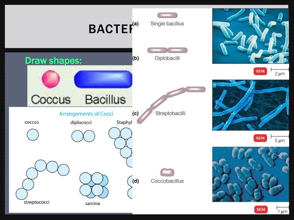 Microbiology Part I – Introduction. - Ppt Download