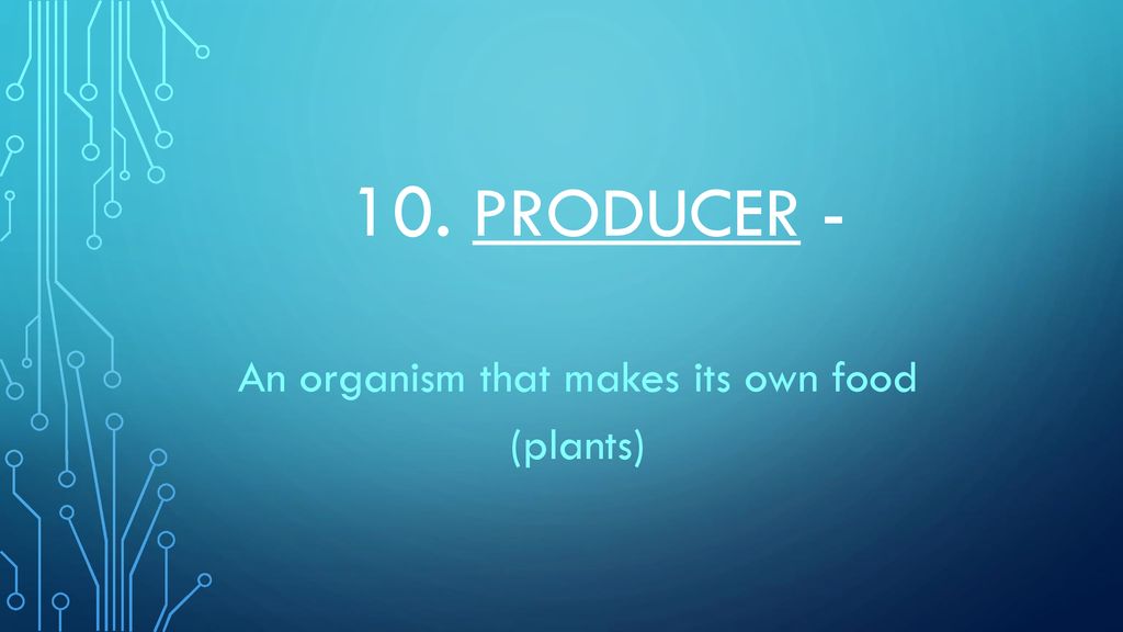 An organism that makes its own food (plants)