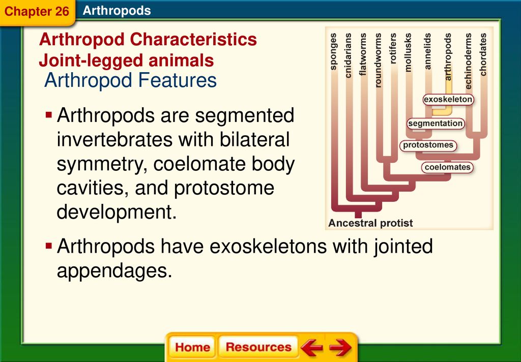 Arthropods have exoskeletons with jointed appendages. - ppt download