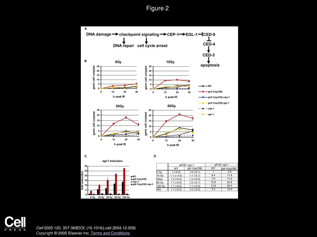 Volume 120, Issue 3, Pages (February 2005) Biology Diagrams