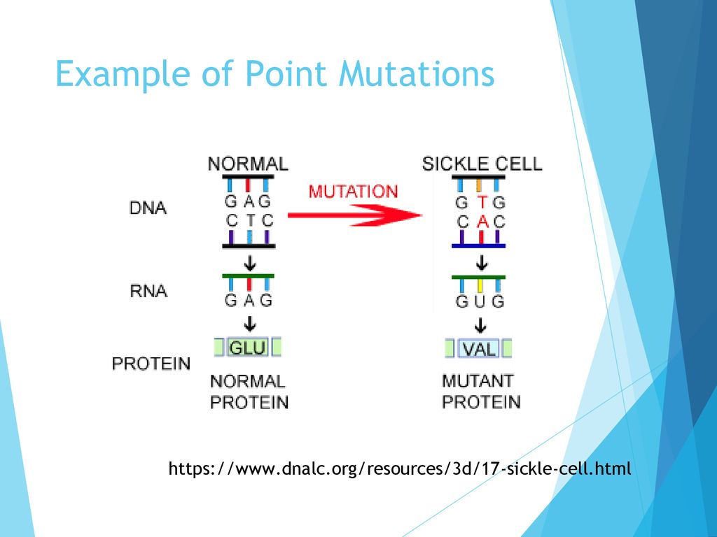 Bell Ringer Objective: Explain that mutations occur during DNA ...