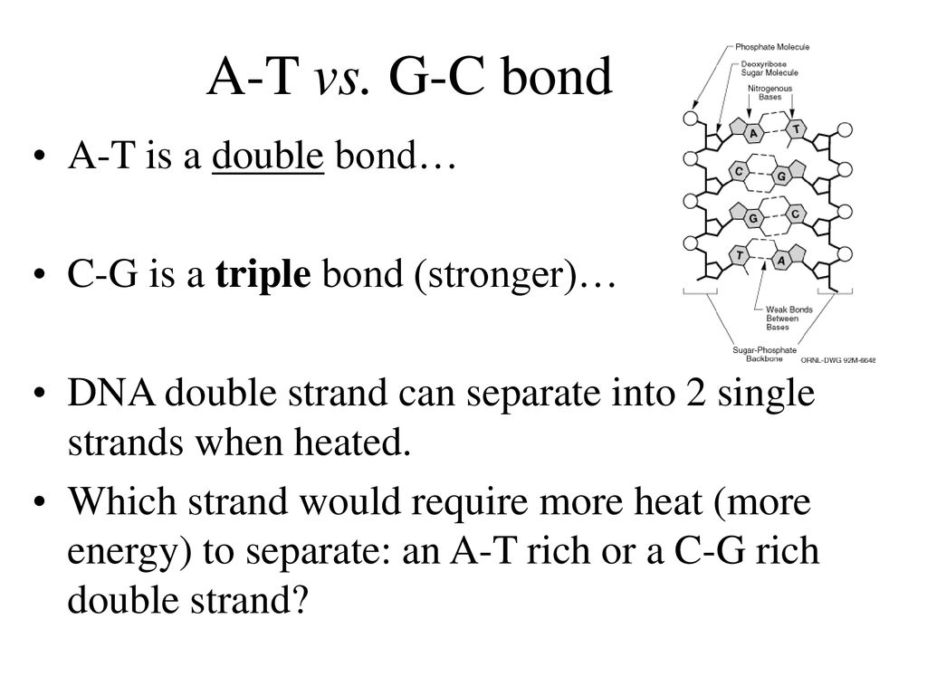 Dna Rna Proteins The Molecules Of Life Ppt Download