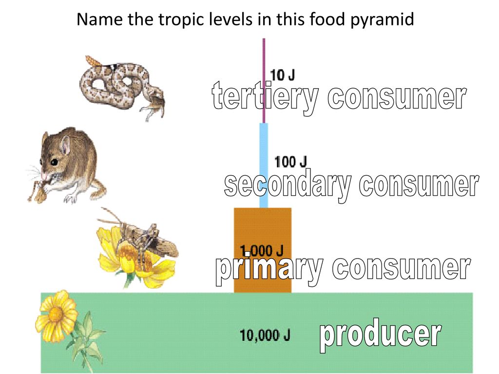 Energy and Ecology. - ppt download