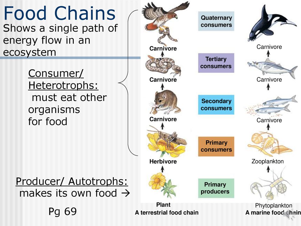 what is a terrestrial food chain