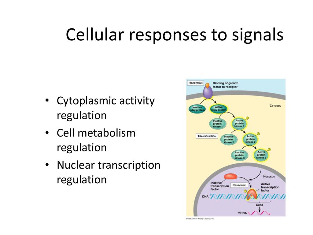 Chapter 11~ Cell Communication - Ppt Download