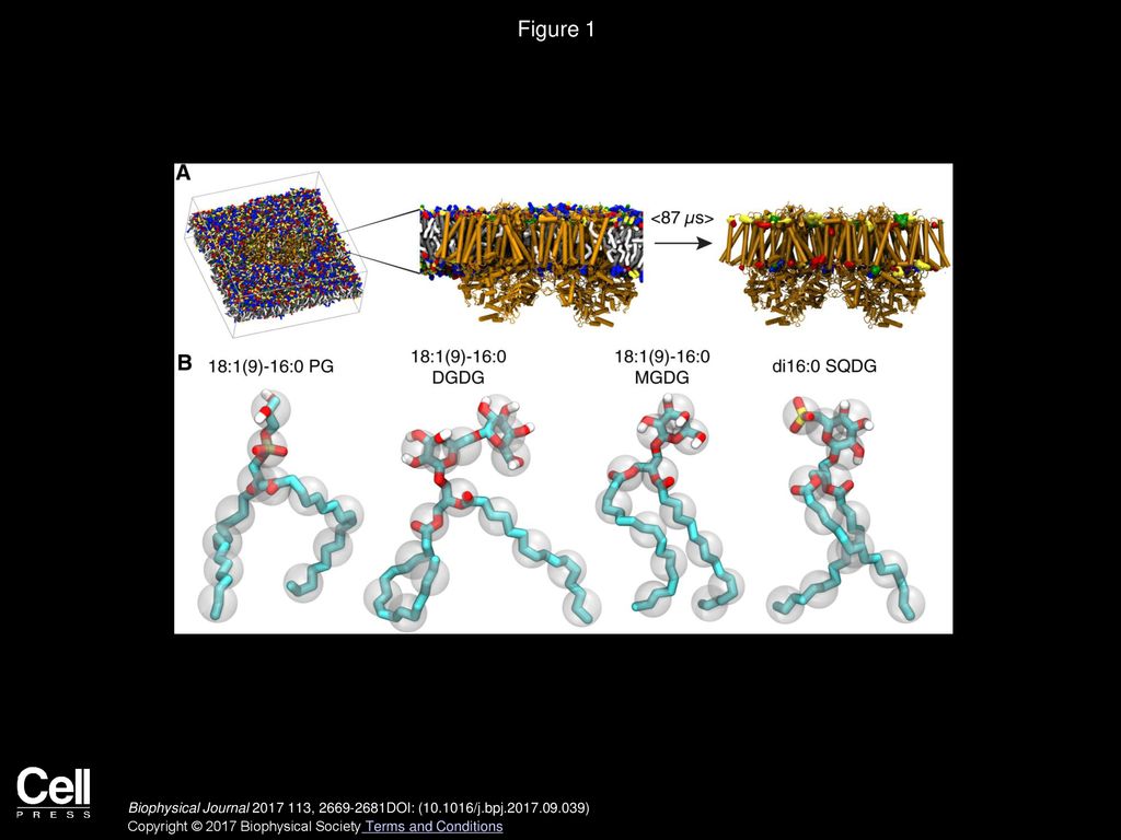 Prediction of Thylakoid Lipid Binding Sites on Photosystem II - ppt download