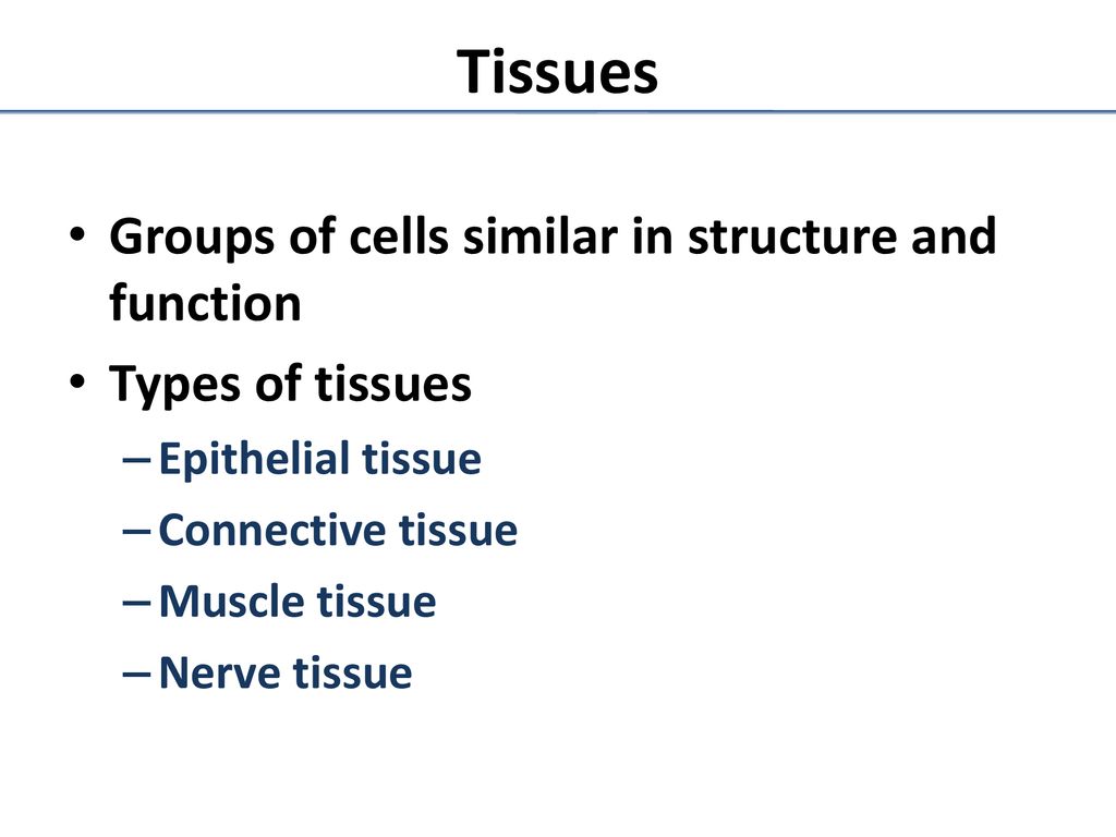 TISSUE: The Living Fabric - ppt download