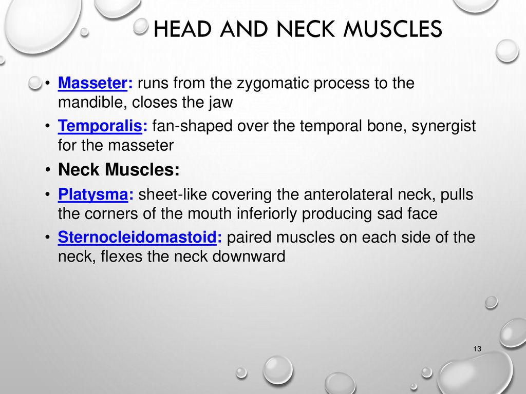 Muscle Movements, Roles, Names, and Gross Anatomy Notes 3 - ppt download