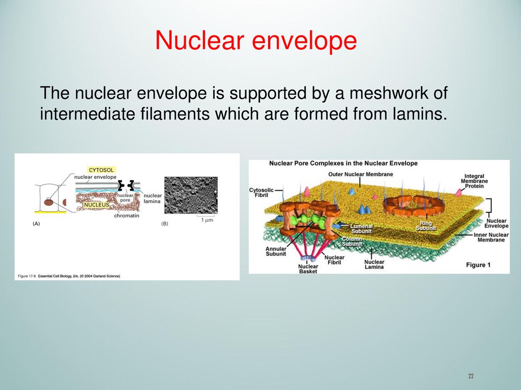 CELL SIGNALING AND MOTILITY (BIOL 3373) Biology Diagrams