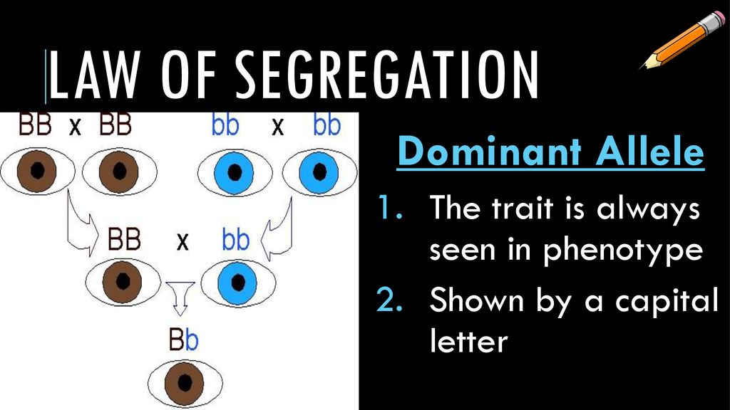 Law of segregation Dominant Allele