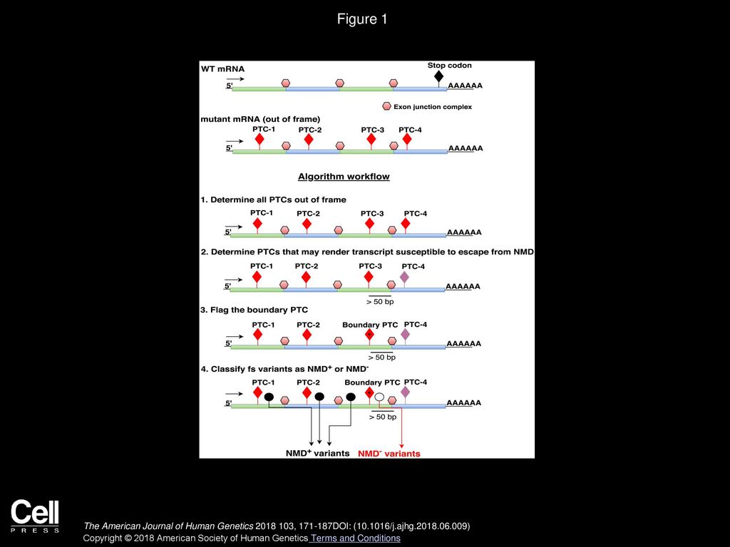 Identifying Genes Whose Mutant Transcripts Cause Dominant Disease ...