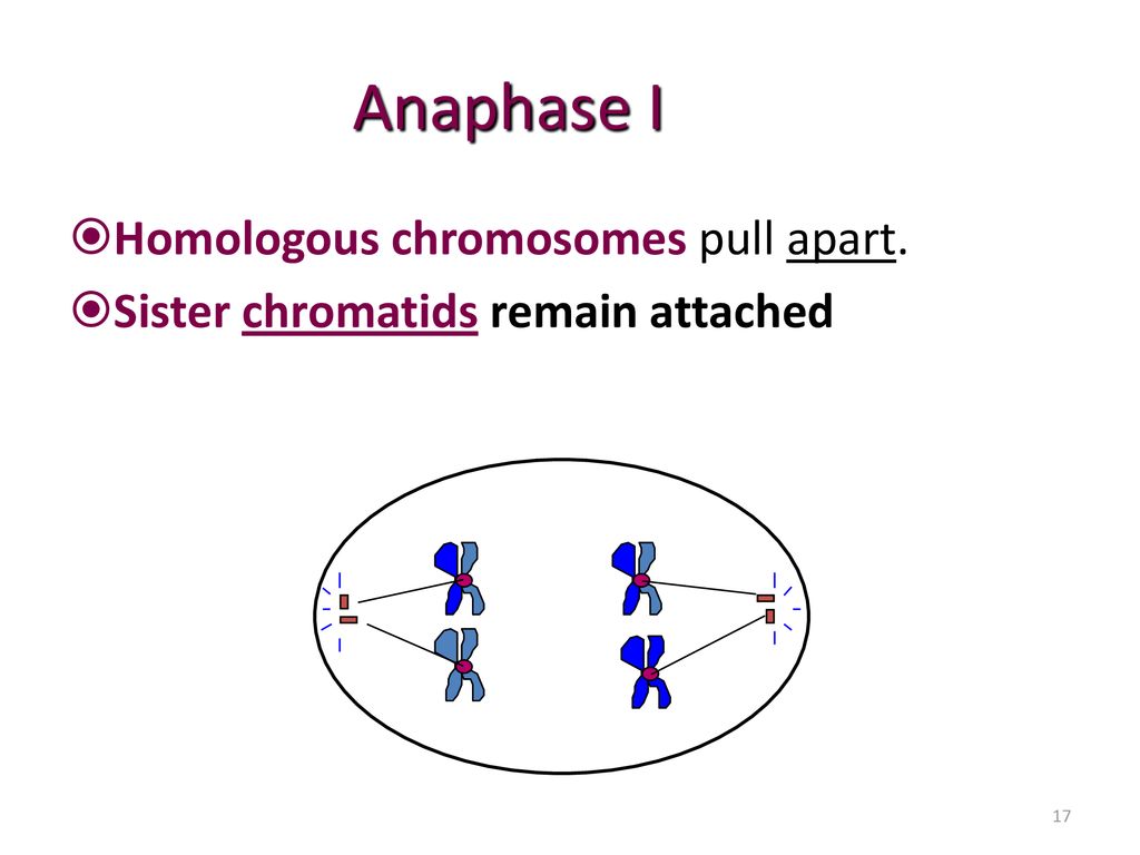 Meiosis Mrs Harper Biology 1128 ppt download Biology Diagrams
