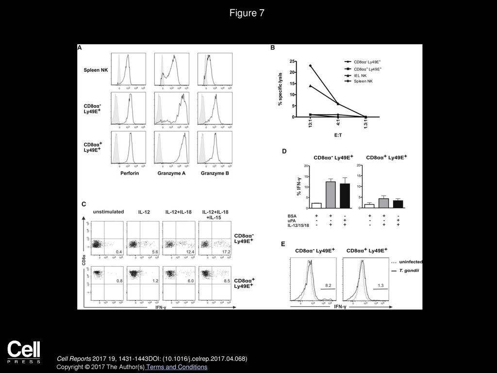 Figure 7 CD8αα−Ly49E+ Innate Lymphocytes Do Not Kill YAC-1 Target Cells, but They Express IFN-γ.