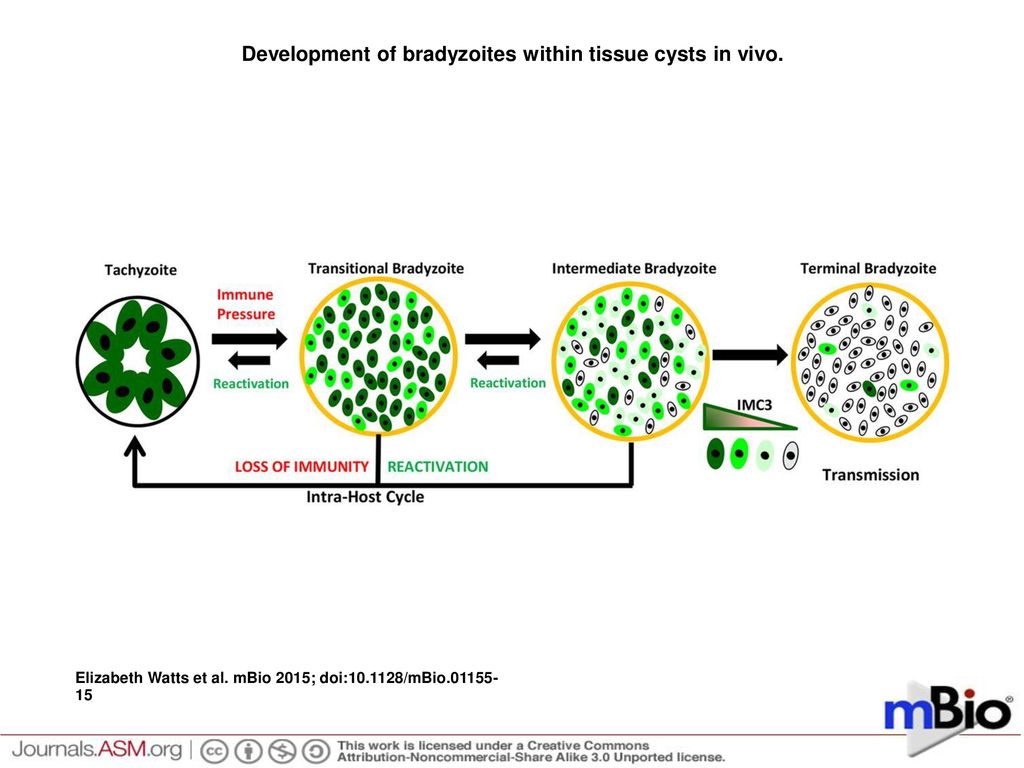 Development Of Bradyzoites Within Tissue Cysts In Vivo Ppt Download