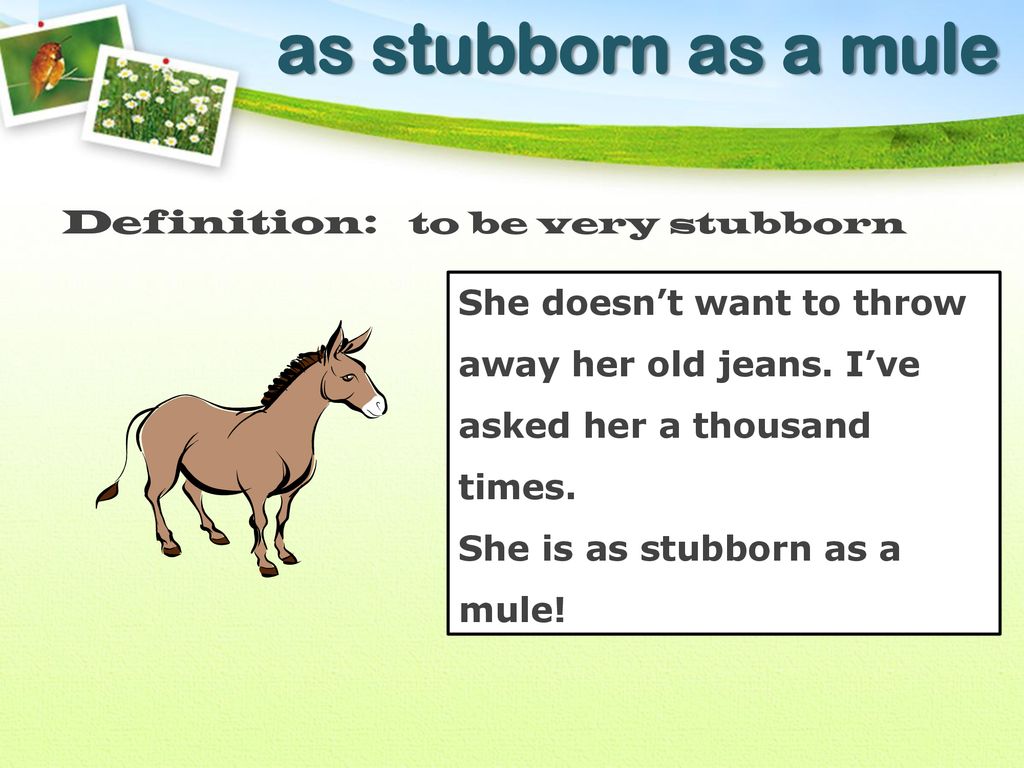 My brother is ______. 1. stubborn 2. stubborn as a mule http