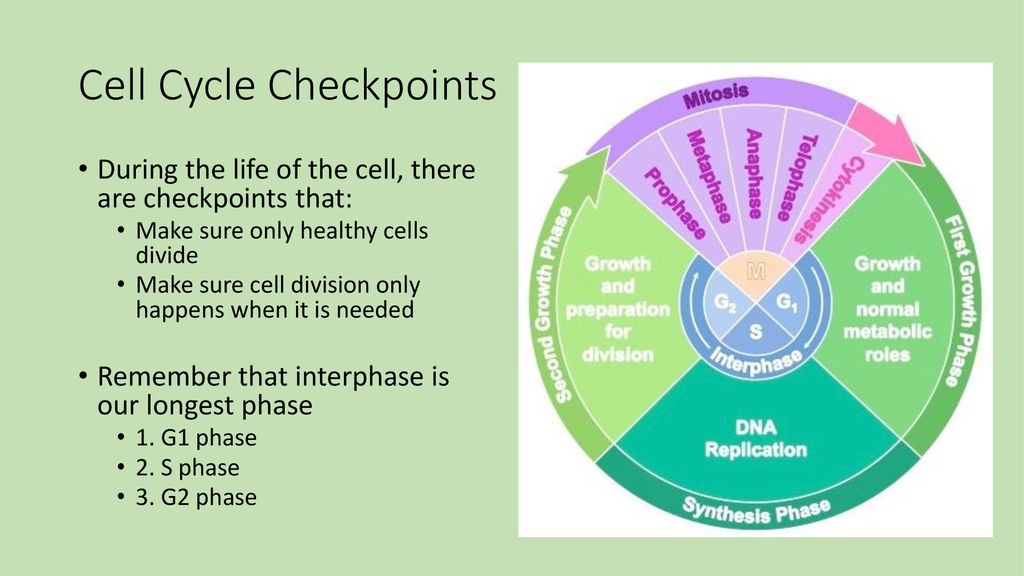 Describe 2 reasons a cell would need to go through mitosis Biology Diagrams