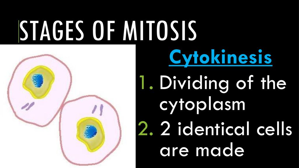 Featured image of post Mitosis Comic Strip Examples In a caption words appear in a box separated from the rest of the panel or page usually to give voice to a narrator but sometimes used for the characters thoughts or dialogue