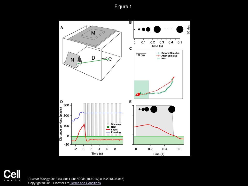 Figure 1 A Dark Expanding Disc in the Upper Visual Field Triggers Flight and Freezing.