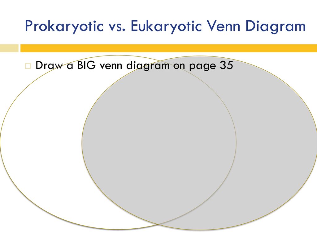Prokaryotes vs eukaryotes venn diagram worksheet