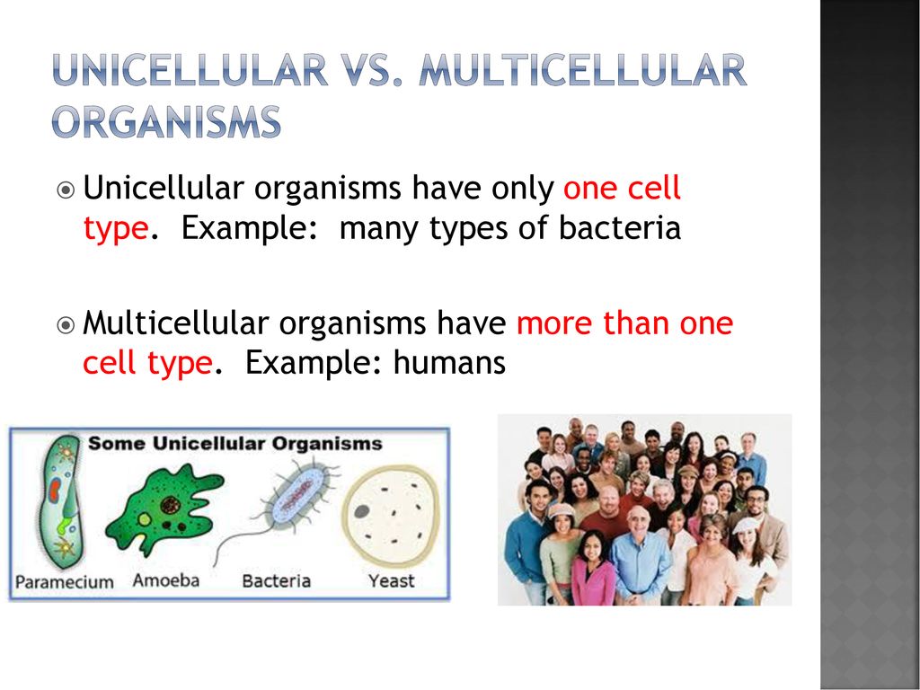 Introduction to biology - ppt download