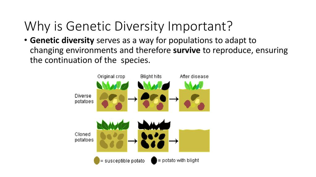 Sexual Reproduction Enhances Genetic Diversity - Ppt Download