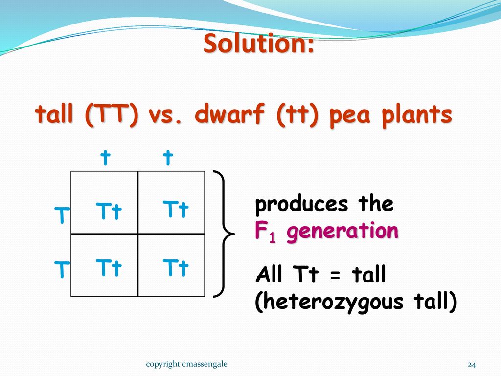 Solution: tall (TT) vs. dwarf (tt) pea plants t produces the Tt T