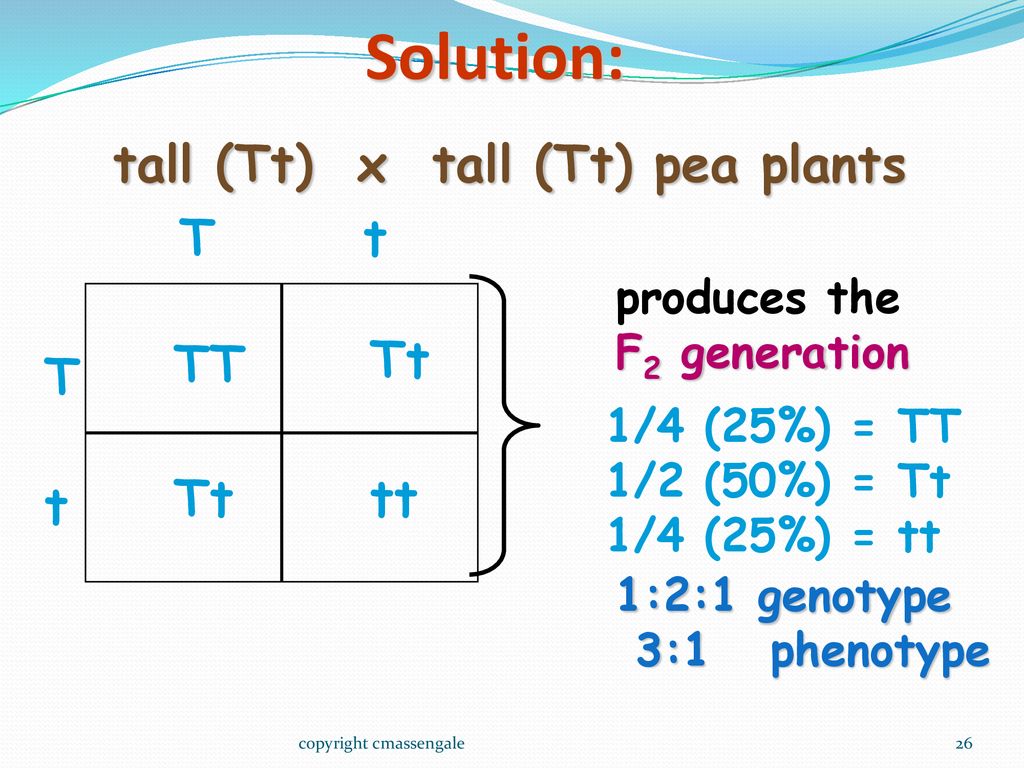 Solution: tall (Tt) x tall (Tt) pea plants T t TT Tt tt produces the