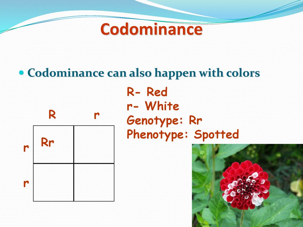 Codominance Codominance can also happen with colors R- Red r- White