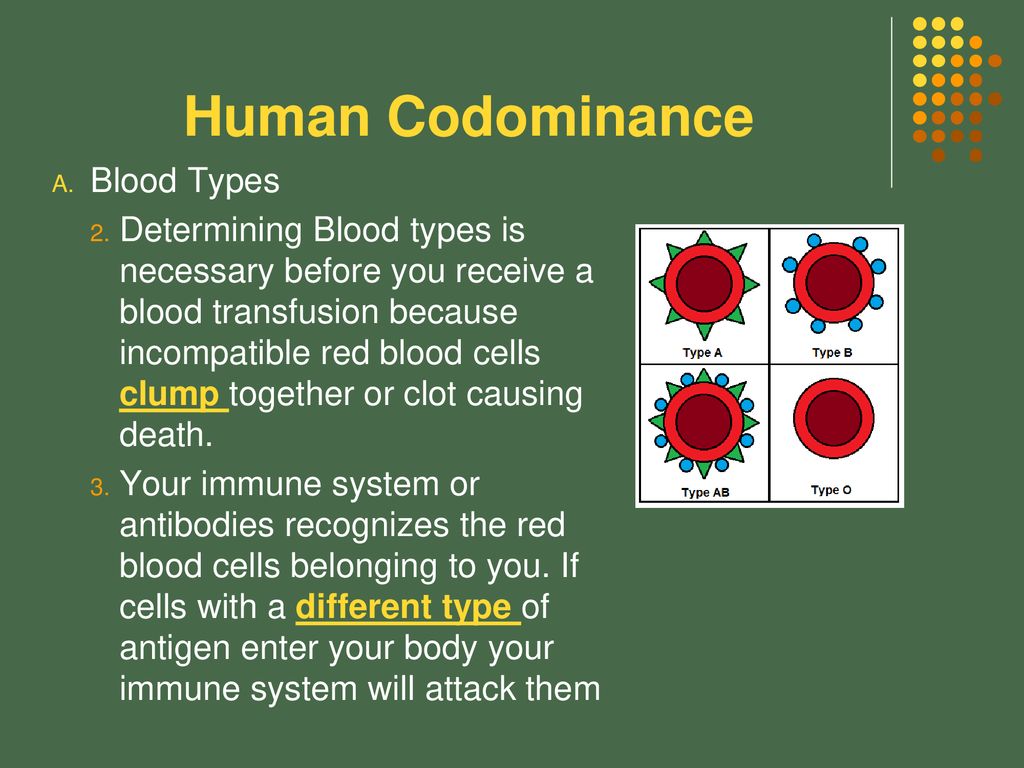 Human Codominance Blood Types