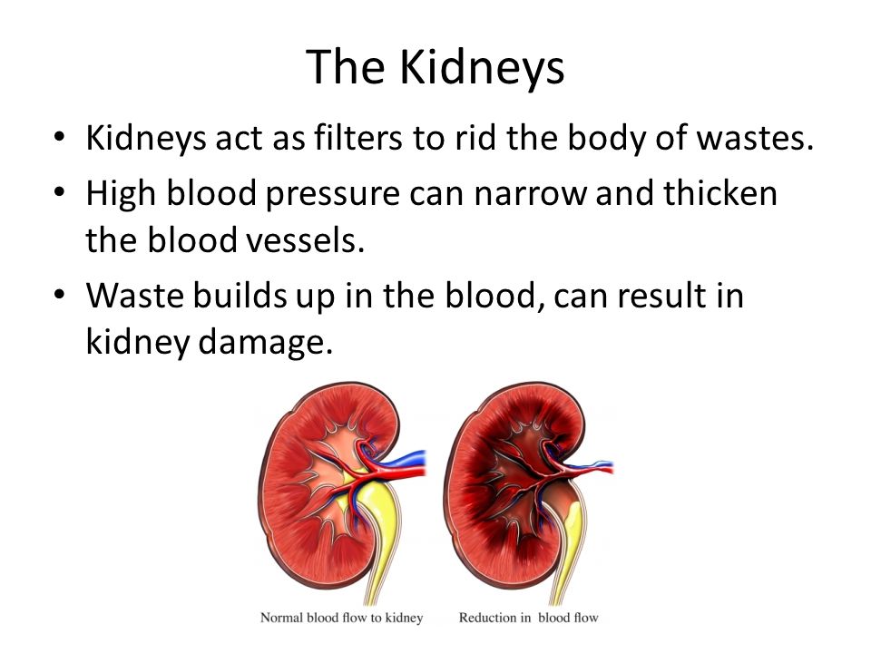 The Kidneys Kidneys act as filters to rid the body of wastes.