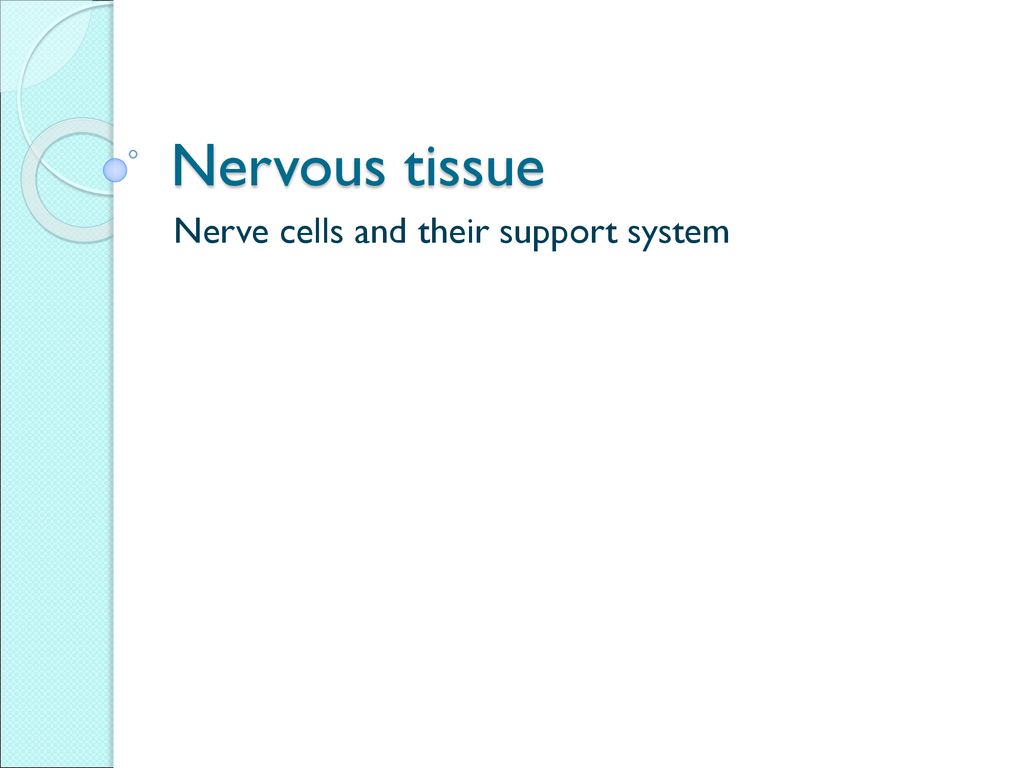 Nerve cells and their support system - ppt download