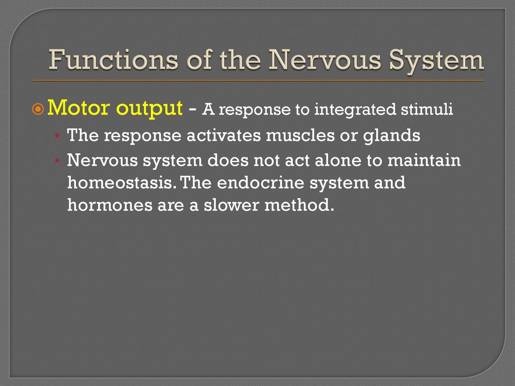 The Nervous System. The Nervous System Functions of the Nervous System ...