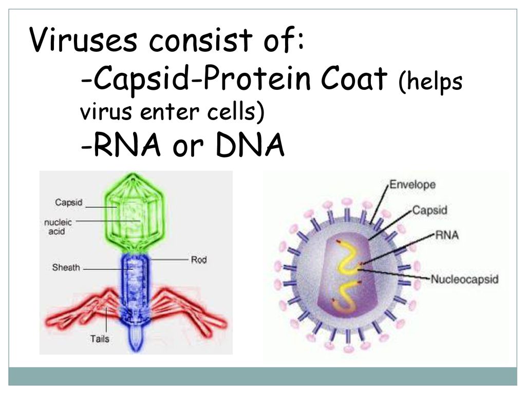 Viruses. - ppt download