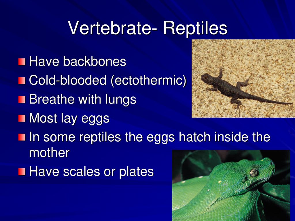 Vertebrates & Invertebrates - ppt download