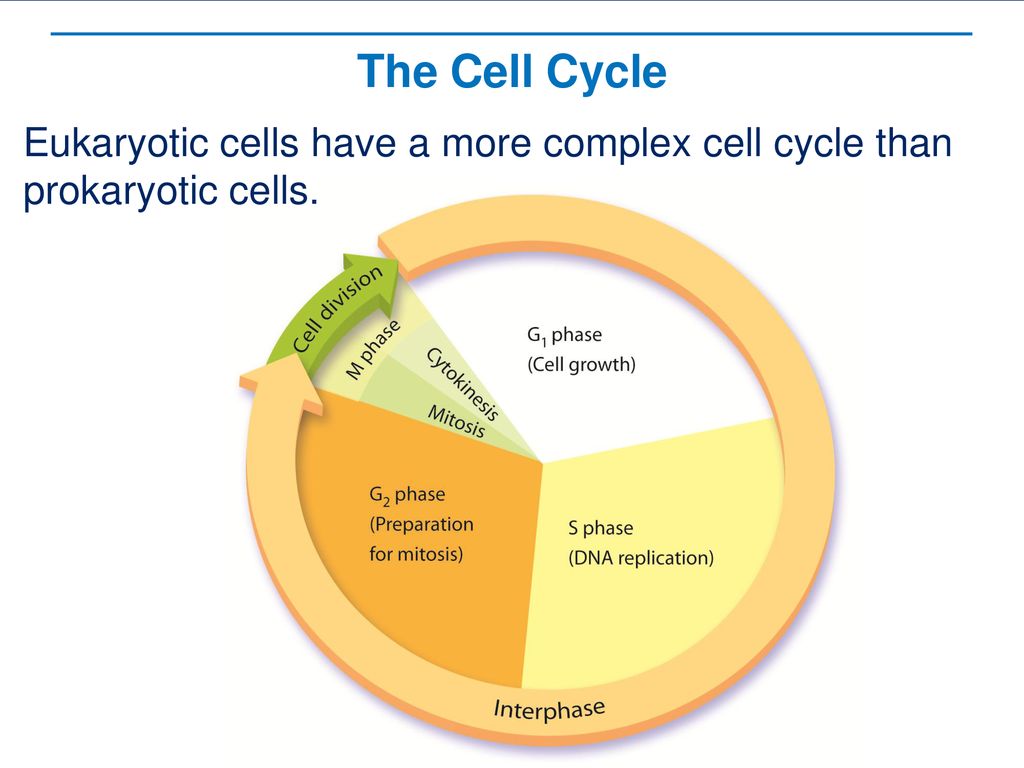 Cell Growth Division and Reproduction Biology Diagrams