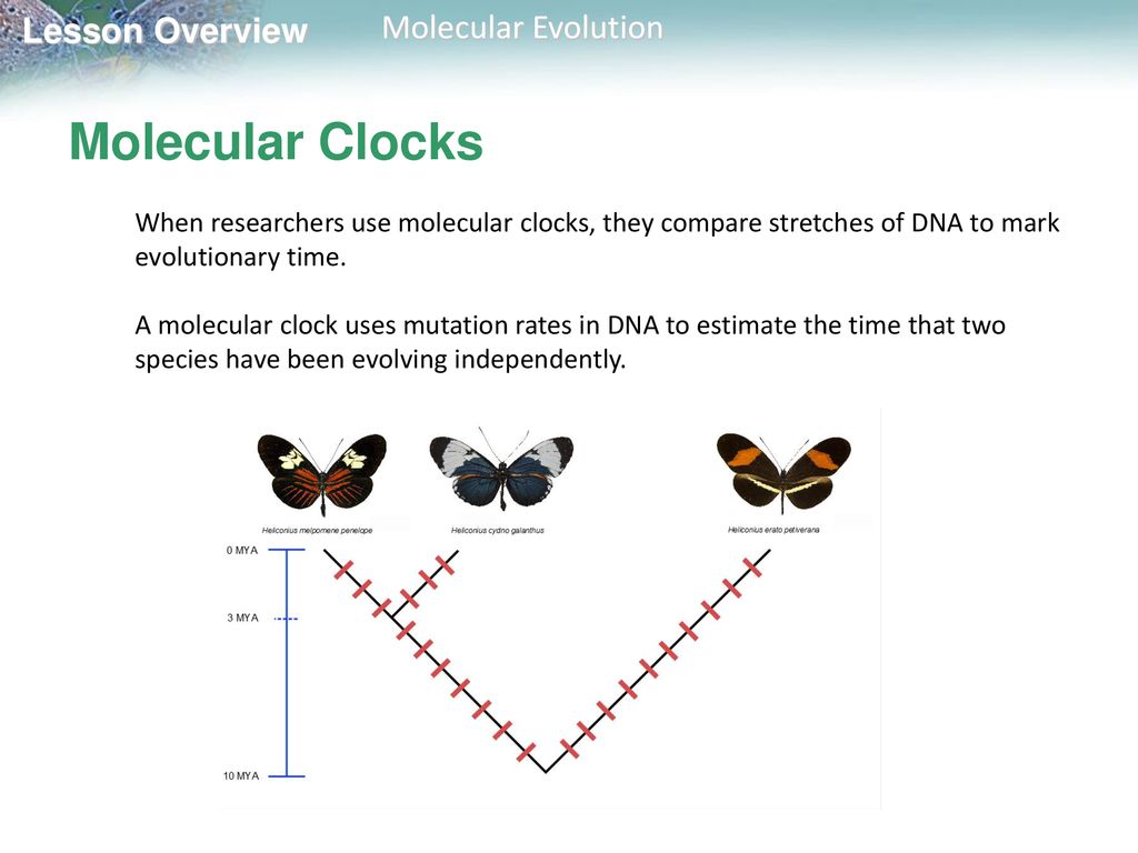 Lesson Overview 17.4 Molecular Evolution. ppt download