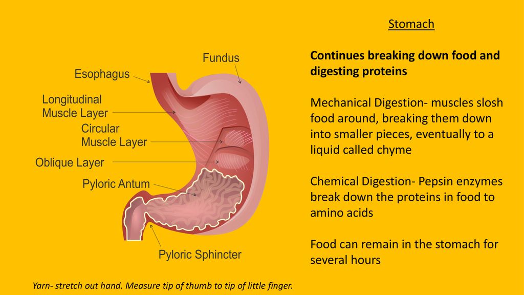Digestive System Digestion Is The Process Of Breaking Down Food Into Usable Materials Ppt Download Digestive System Digestion Is The Process Of Breaking Down Food Into Usable Materials Ppt Download