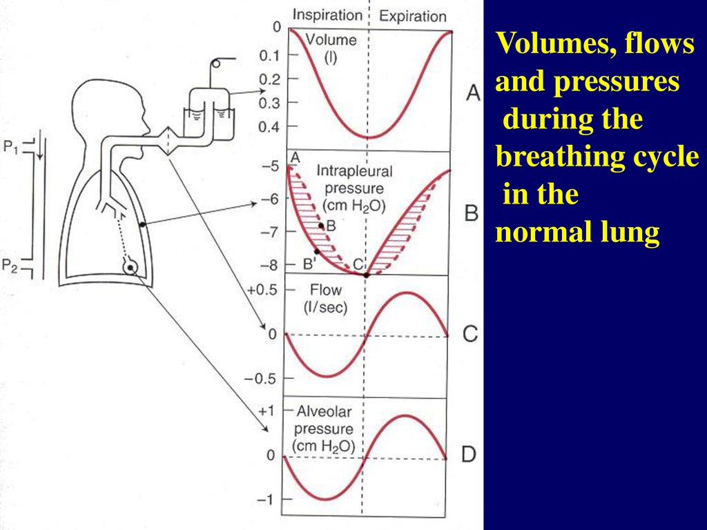 Volumes, flows and pressures during the breathing cycle in the normal lung