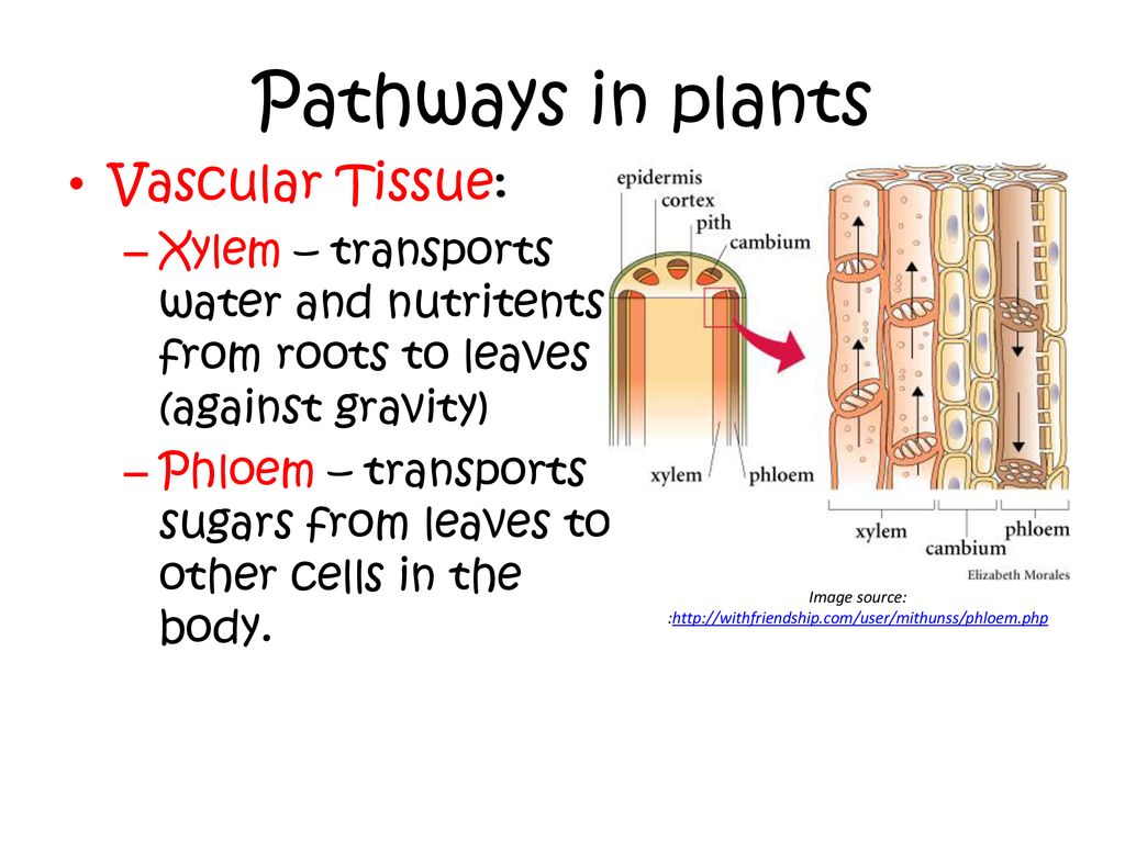 Ch. 7 Systems for Survival - ppt download