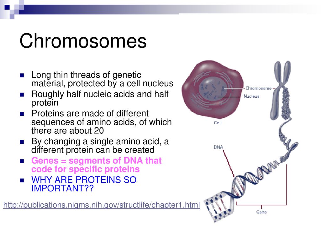 DNA The Molecule of Life ppt download
