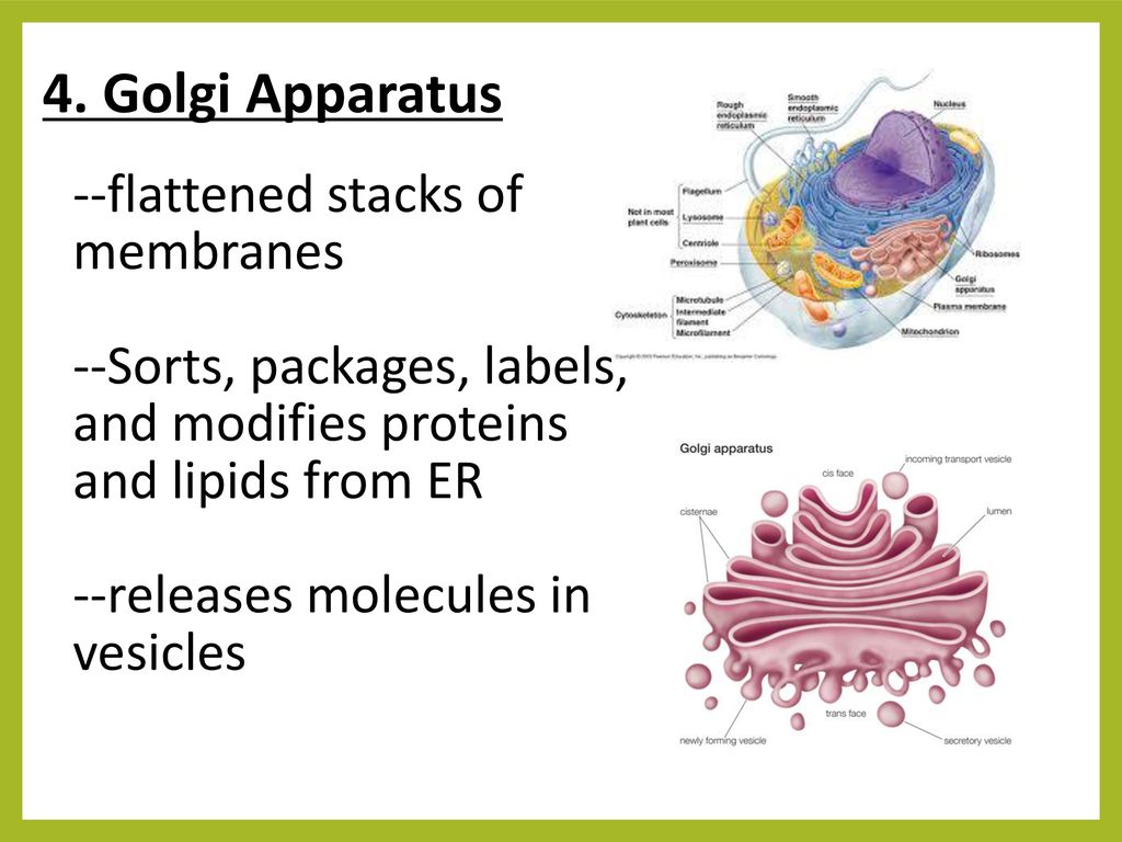 NOTES: CELL PARTS. - ppt download