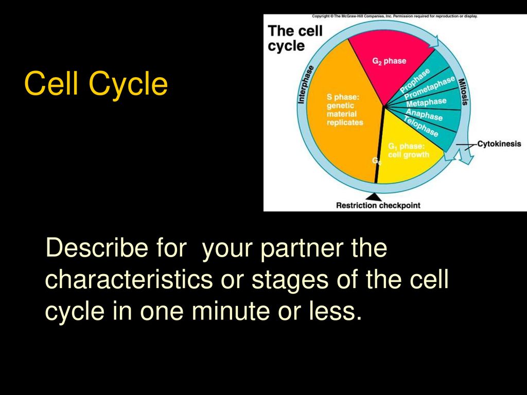 Cell Reproduction Pyramid Biology Diagrams