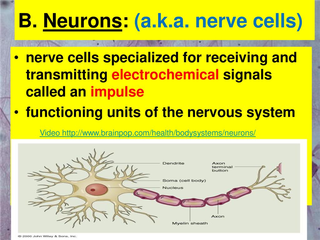 Nervous & Endocrine System: - ppt download