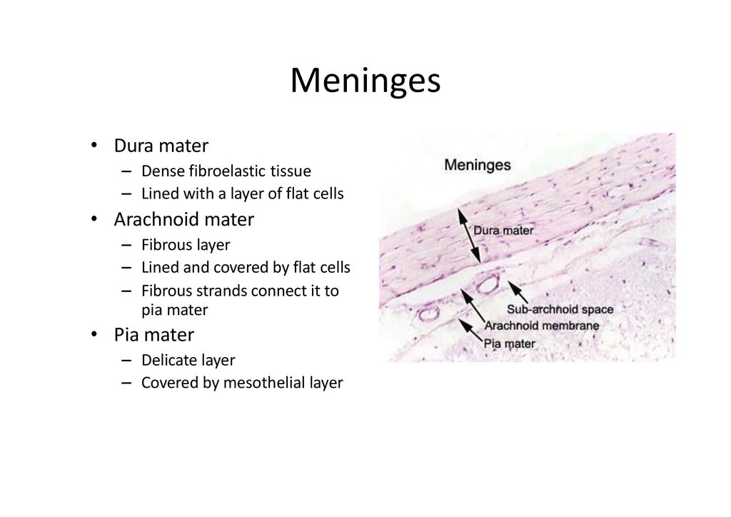 Histology of the CNS. - ppt download