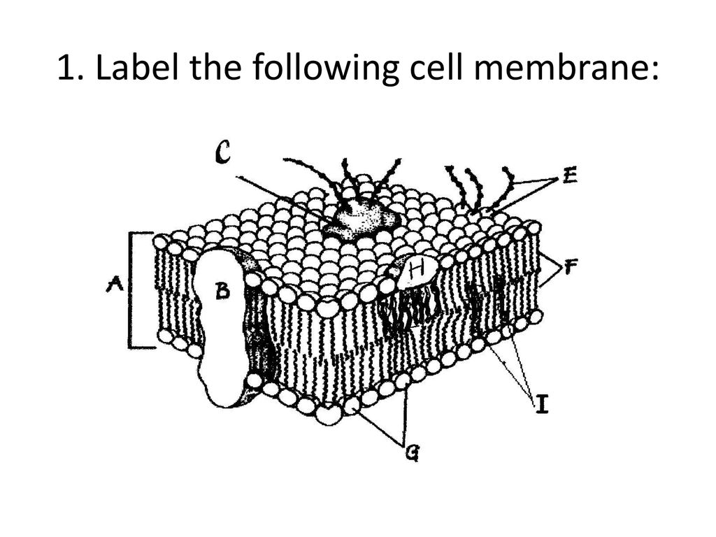 Cell Transport Worksheet - ppt download With Cell Membrane Images Worksheet Answers