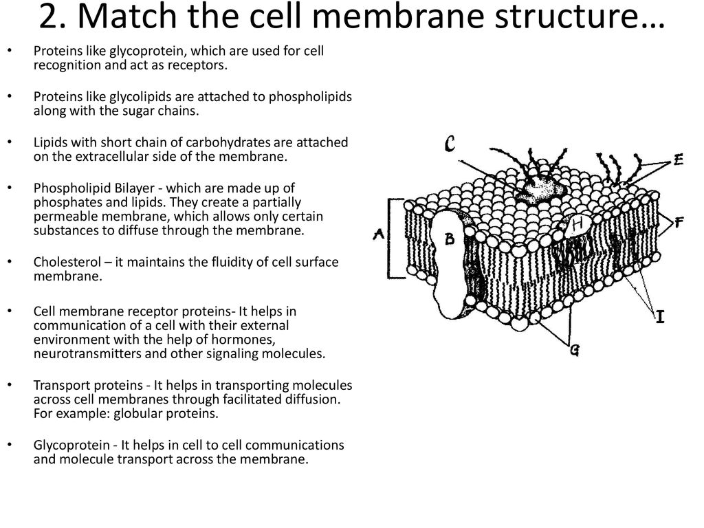 Cell Transport Worksheet - ppt download Inside Cell Membrane Images Worksheet Answers