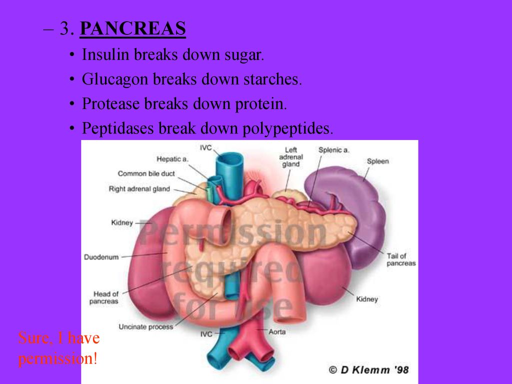 ppt download Biology Diagrams