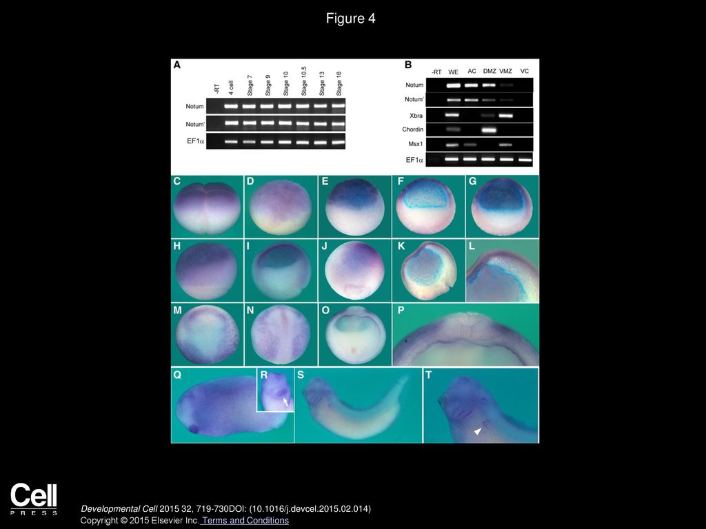 Volume 32, Issue 6, Pages (march 2015) - Ppt Download