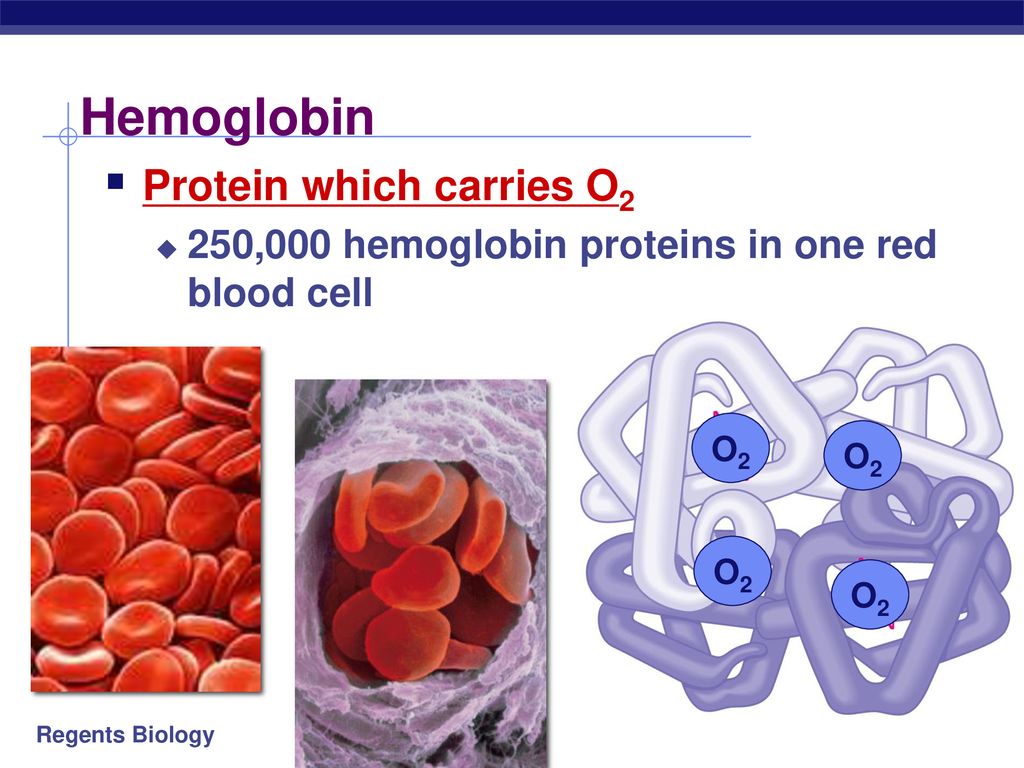 Circulatory System Blood Ppt Download agglutination-what-is-it-purpose-and-more-osmosis