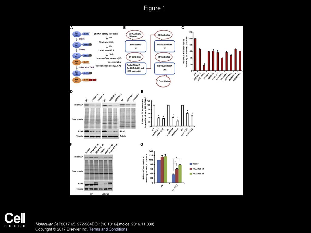 Figure 1 The RPA Complex Is Required for the Deposition of Newly Synthesized H3.3.